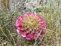 Mammillaria spinosissima JB Foncaude ©JL.JPG